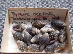 Pictocolumbella ocellata