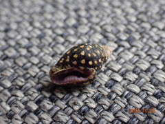 Pictocolumbella ocellata