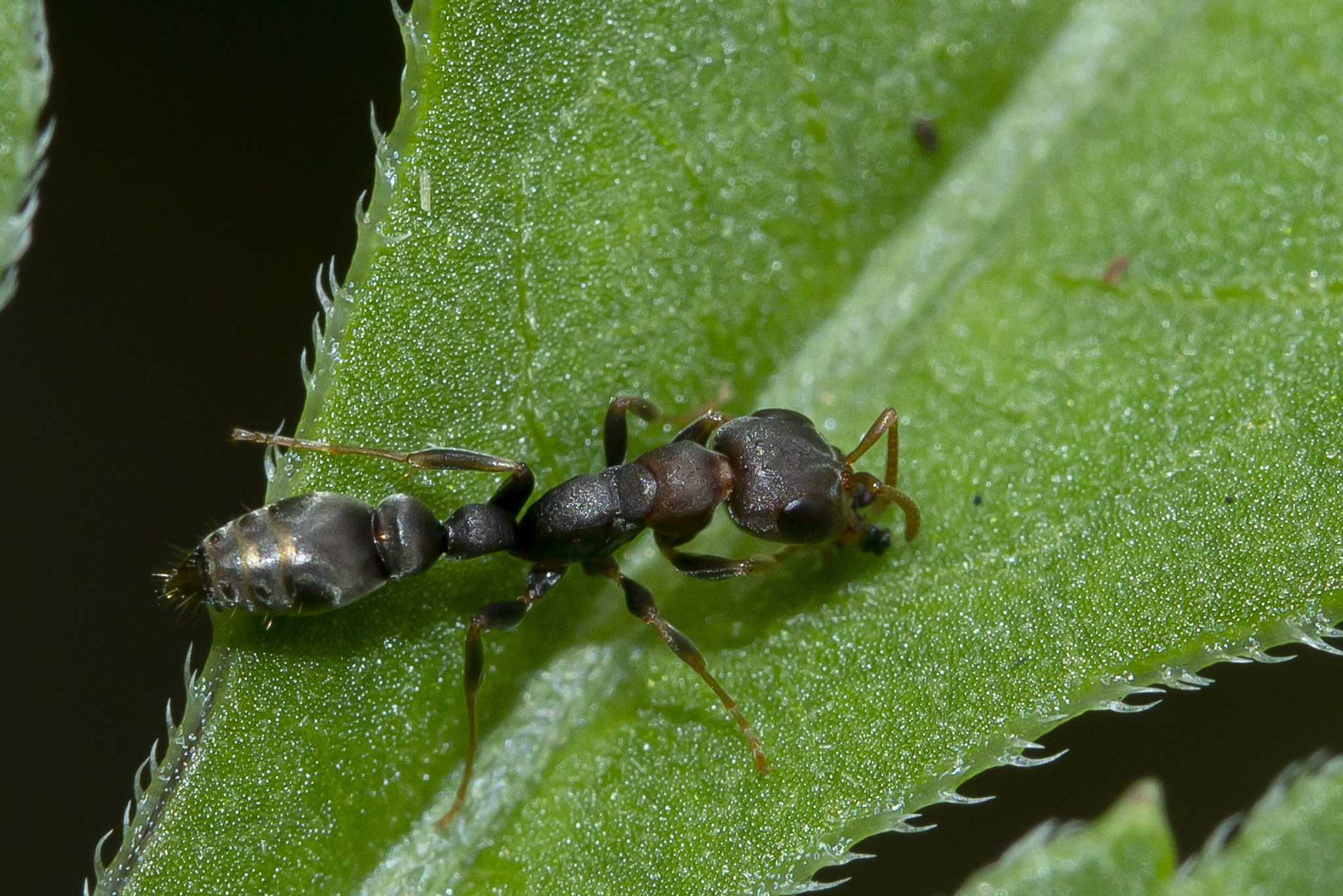 Pseudomyrmex tenuis