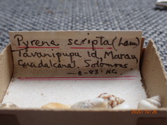 Mitrella scripta