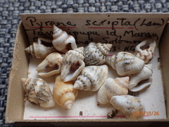 Mitrella scripta