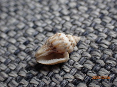 Mitrella scripta