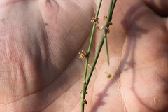 Ephedra tweedieana