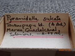 Longchaeus maculosus