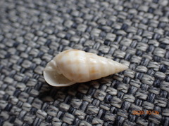 Longchaeus maculosus