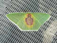 Nemoria astraea