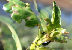 Lysathia ludoviciana