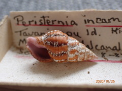 Peristernia reincarnata