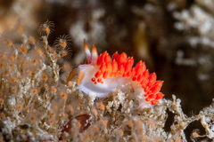 Coryphella