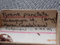 Pyrene punctata