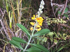 Callistachys lanceolata