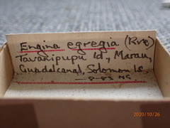 Sinetectula egregia