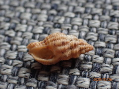 Sinetectula egregia