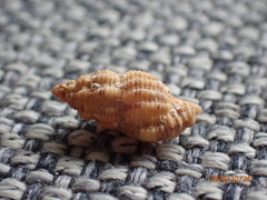 Sinetectula egregia