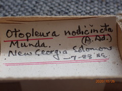 Otopleura nodicincta