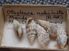 Otopleura nodicincta