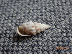 Otopleura nodicincta