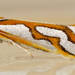 Thudaca campylota - Photo 由 Ellura Sanctuary 所上傳的 (c) Ellura Sanctuary，保留部份權利CC BY-NC