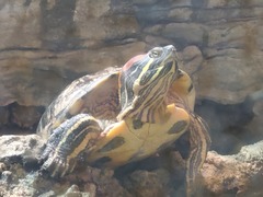 Trachemys scripta elegans