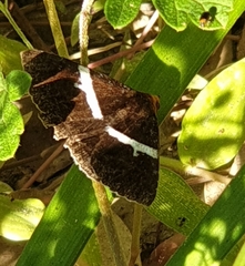 Buzara frontinus
