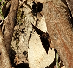 Buzara frontinus