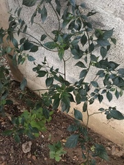 Capsicum annuum glabriusculum