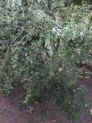 Capsicum annuum glabriusculum