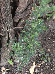 Capsicum annuum glabriusculum