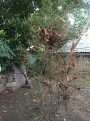Capsicum annuum glabriusculum