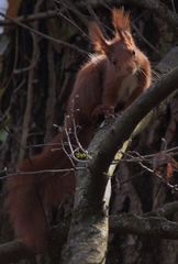 Sciurus vulgaris