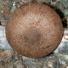 Inocybe tenebrosa