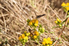 Crossidius testaceus