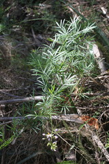 Solanum angustifidum