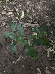 Capsicum annuum glabriusculum