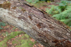 Frullania ptychantha