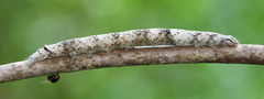 Parallelia bistriaris