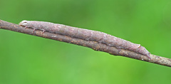 Parallelia bistriaris