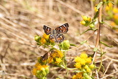 Crossidius testaceus
