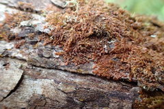 Frullania ptychantha