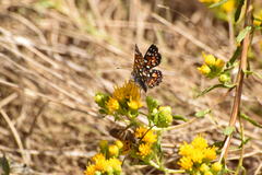 Crossidius testaceus