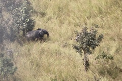 Loxodonta