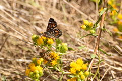 Crossidius testaceus