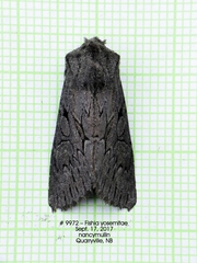 Fishia yosemitae