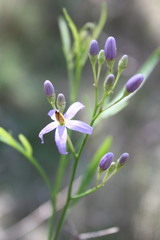 Solanum angustifidum