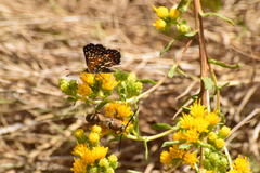 Crossidius testaceus