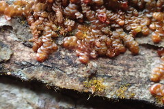 Frullania ptychantha