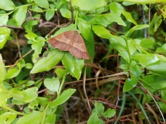 Metarranthis obfirmaria