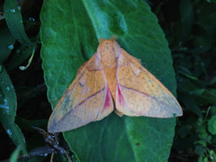 Syssphinx bisecta