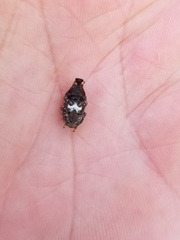 Eurymycter