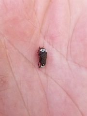 Eurymycter